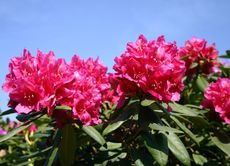Rhododendron-Fruehlingshimmel-2.jpg